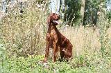 SETTER IRLANDAIS 078